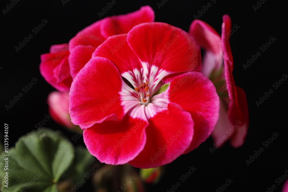 Pelargonium, flower, nature, red, plant, garden, pink, blossom, bloom, isolated, spring, beauty, petal, flora, tulip, closeup, white, flowers, hibiscus, macro, yellow, floral, color, beautiful, rose, Pelargonium, flower, nature, red, plant, garden, pink, blossom, bloom, isolated, spring, beauty, petal, flora, tulip, closeup, white, flowers, hibiscus, macro, yellow, floral, color, beautiful, rose,