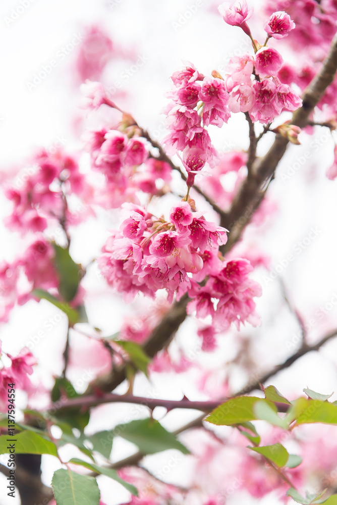 Background of pink color flower sakura blossom Background of pink color flower sakura blossom