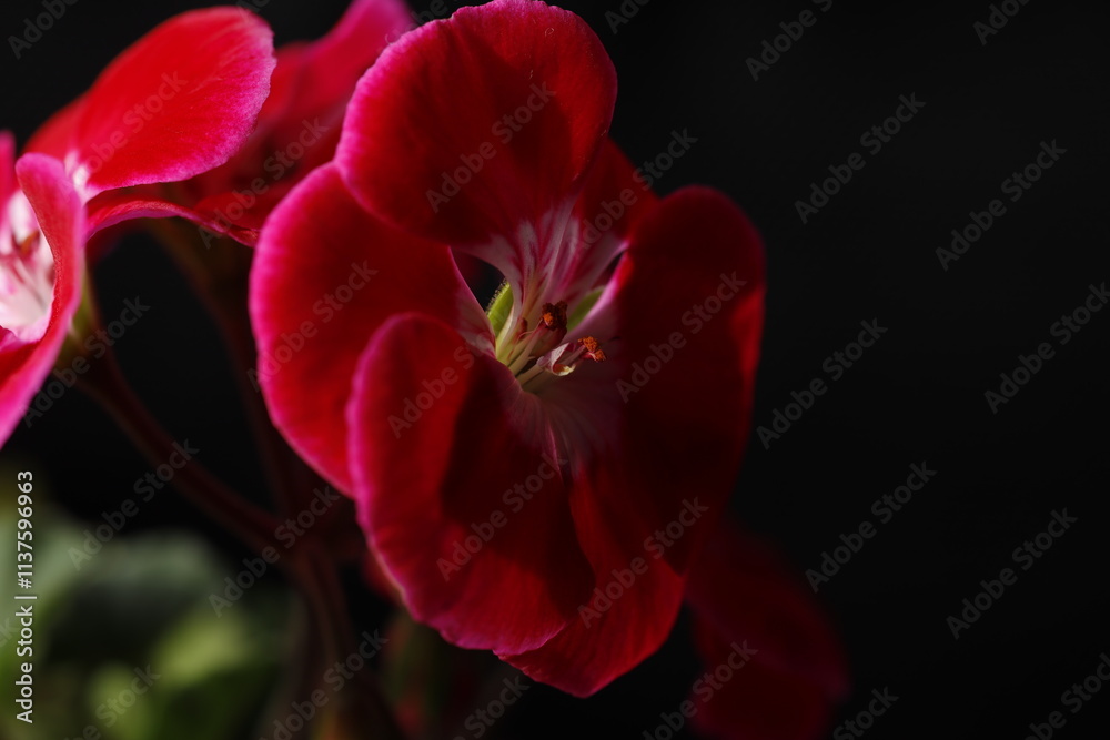 Pelargonium, flower, nature, red, plant, garden, pink, blossom, bloom, isolated, spring, beauty, petal, flora, tulip, closeup, white, flowers, hibiscus, macro, yellow, floral, color, beautiful, rose, Pelargonium, flower, nature, red, plant, garden, pink, blossom, bloom, isolated, spring, beauty, petal, flora, tulip, closeup, white, flowers, hibiscus, macro, yellow, floral, color, beautiful, rose,