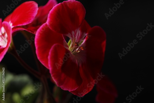 Pelargonium, flower, nature, red, plant, garden, pink, blossom, bloom, isolated, spring, beauty, petal, flora, tulip, closeup, white, flowers, hibiscus, macro, yellow, floral, color, beautiful, rose, 