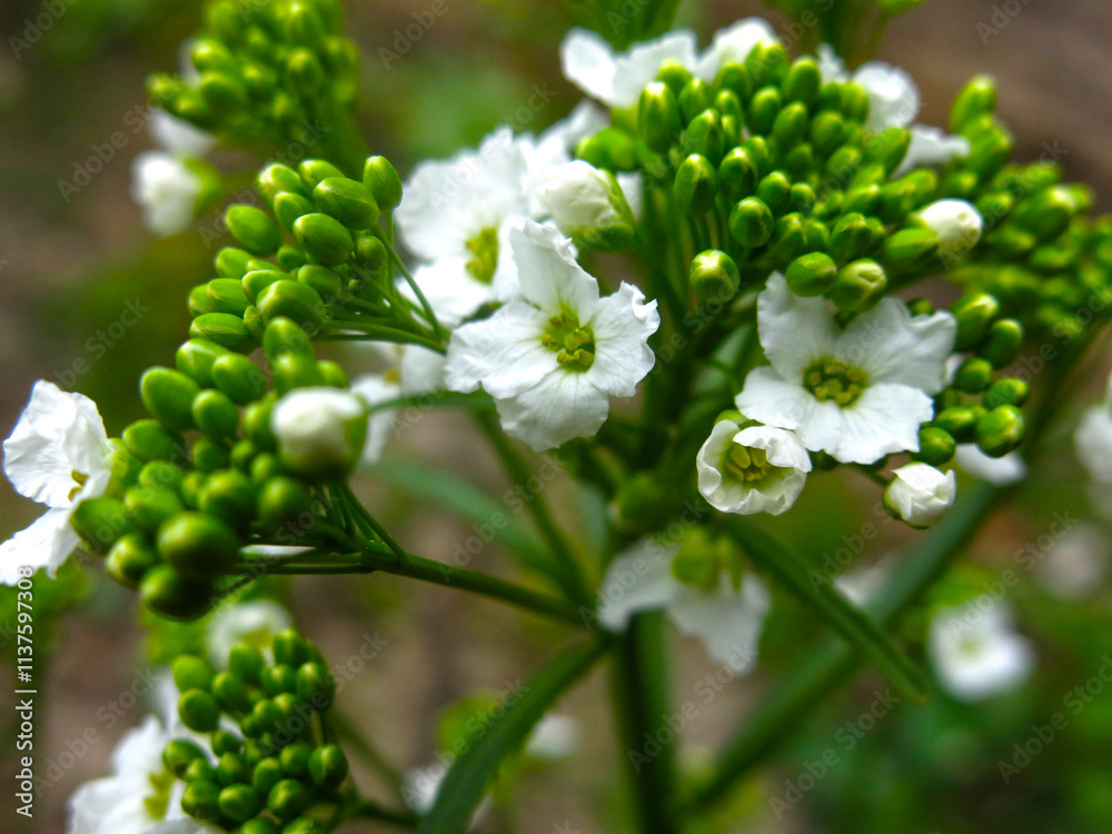 horseradish (Armoracia rusticana) blooms in spring horseradish (Armoracia rusticana) blooms in spring