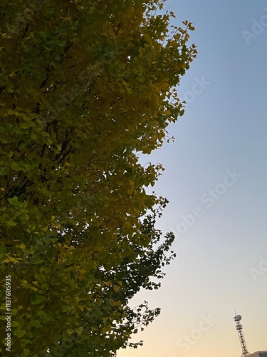 Wallpaper Mural The autumn leaves are beautiful. Torontodigital.ca