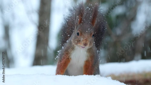 red squirrel animal on ground feed snowfall watch alert winter sciurus vulgaris natural world norway