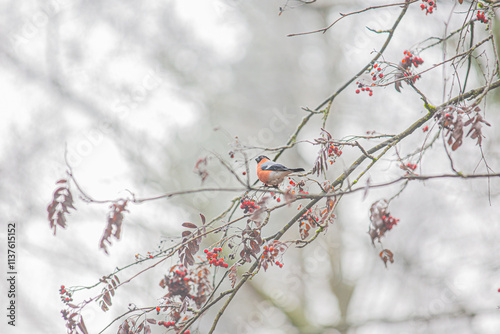 A bullfinch is sitting on a branch with berries.
