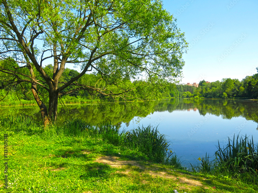 rural pond on a sunny summer day rural pond on a sunny summer day