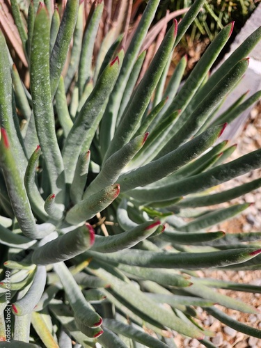 Senecio talinoides subshrub growing in arid climate photo