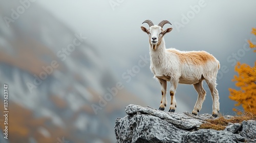 Mountain goat standing on a rock in a misty mountain landscape  photo