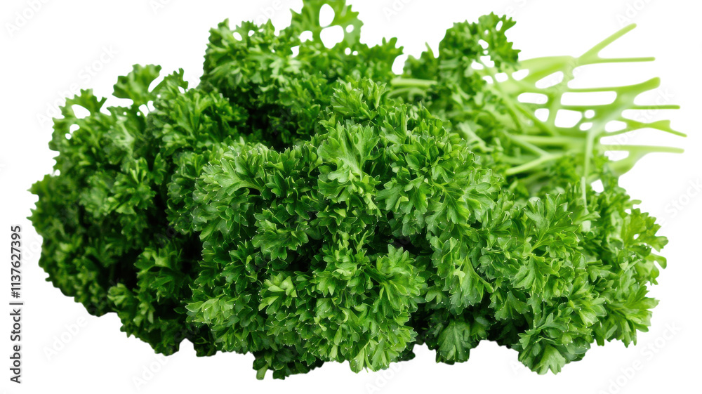 Obraz premium A Bunch of Fresh Curly Parsley Leaves Perfect for Culinary Dishes and Garnishing, Ideal for Healthy Recipes and Cooking Enthusiasts.