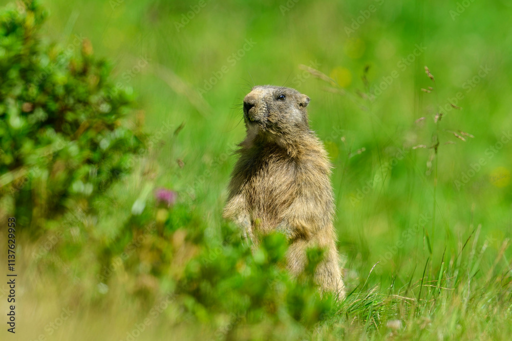 Marmot in grass on sunny day Marmot in grass on sunny day