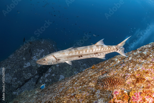 Beautiful big great chevron barracuda fish underwater photography marine fish biology ecosytem with colorful coral reef in deep dive blue sea water landscape background photo