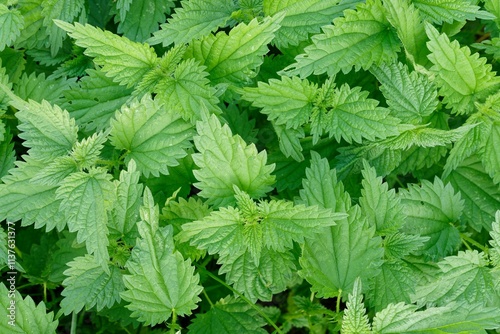 Close-up of lush green nettle leaves photo