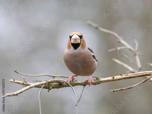 Kernbeißer (Coccothraustes coccothraustes) photo