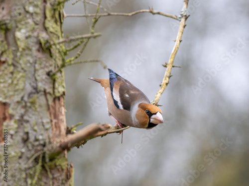 Kernbeißer (Coccothraustes coccothraustes) photo