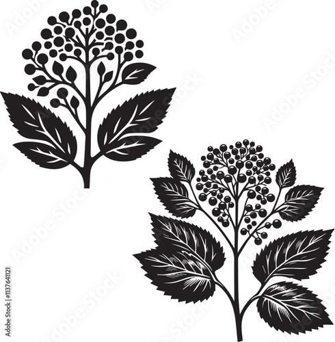 fothergilla    Shrub silhouette - natural shrub - Garden Decor plant - vector of fothergilla, - Environmental Icon      photo