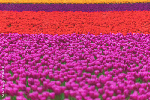 USA, Washington State, Skagit Valley, tulip field photo
