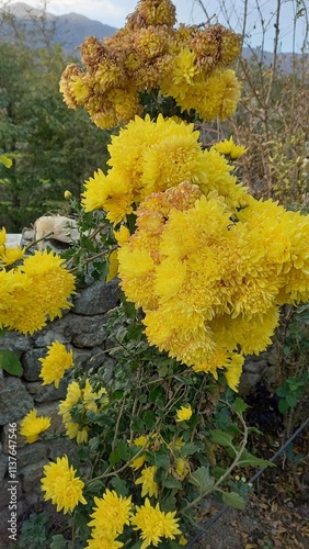 Chrysanthemum, Spoon Mums or chrysanths