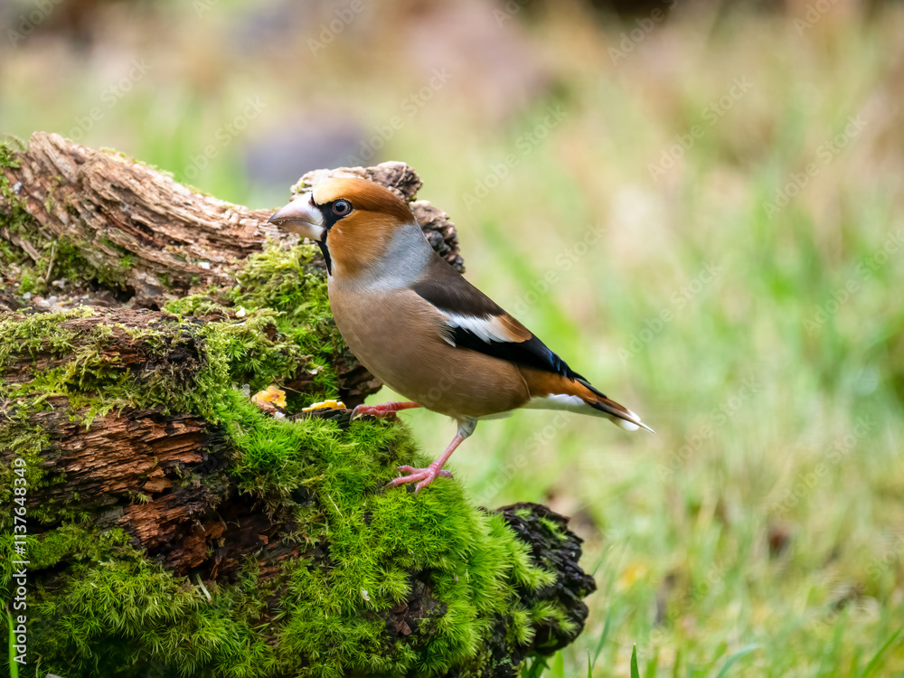 Kernbeißer (Coccothraustes coccothraustes) Kernbeißer (Coccothraustes coccothraustes)