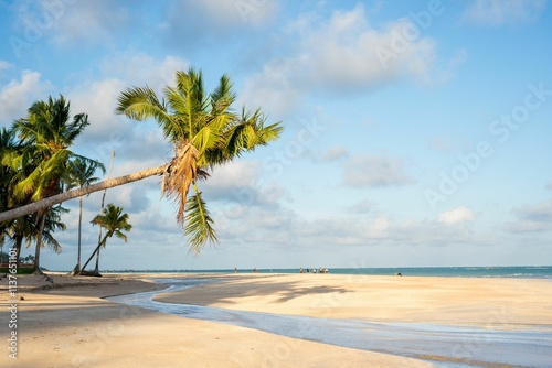 Fototapeta Naklejka Na Ścianę i Meble -  Tropical beach with palm trees and blue sky.