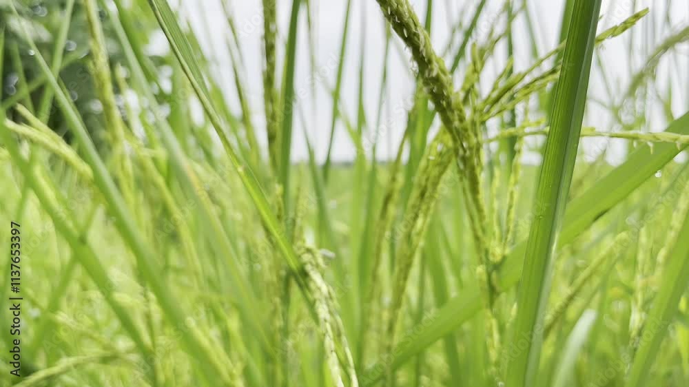Rice is beginning to grow in ears Rice is beginning to grow in ears