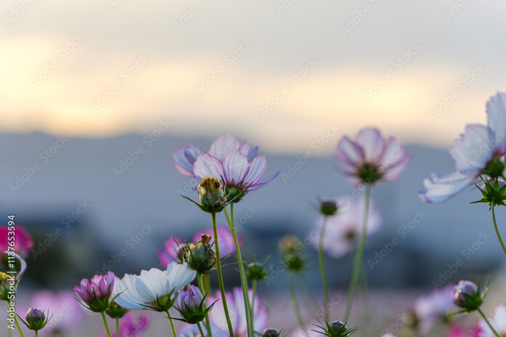 Obraz premium 夕暮れに咲くコスモスの花