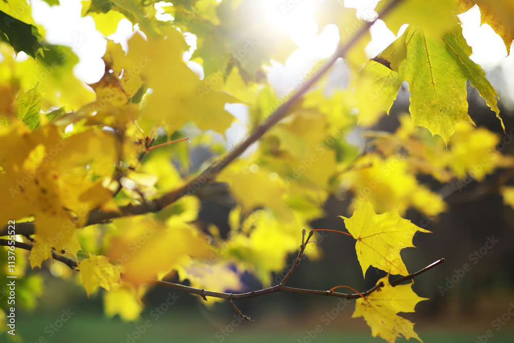 Golden Autumn Leaves Backlit by Sun on a Tree Branch Golden Autumn Leaves Backlit by Sun on a Tree Branch