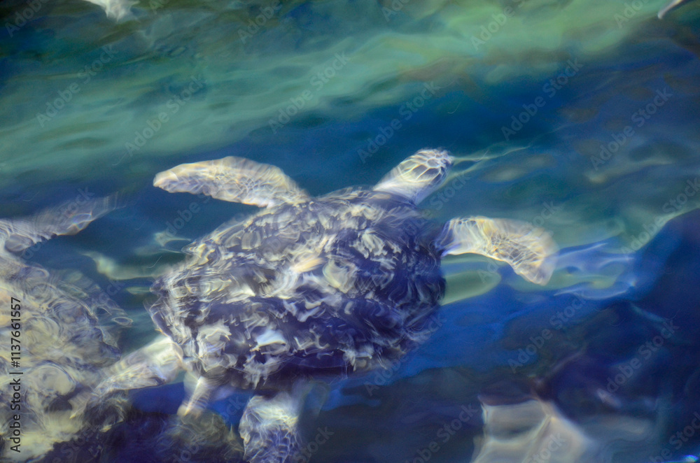 Obraz premium ウミガメ