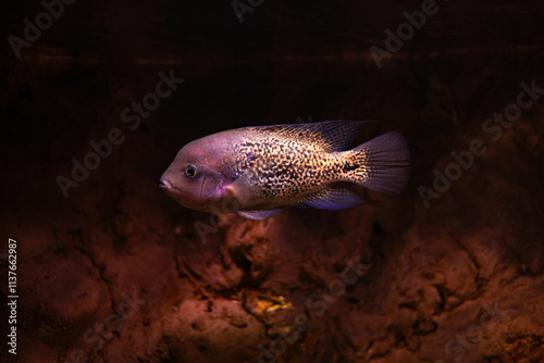 fish, underwater, water, aquarium, sea, animal, ocean, nature, tropical, grouper, reef, marine, coral, wildlife, aquatic, blue, swim, diving, red, life, swimming, fishing, piranha photo