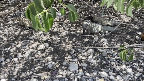 Group of rhinoceros iguana in the shade under the bushes on the Calderas peninsula near Baní in the Dominican Republic photo