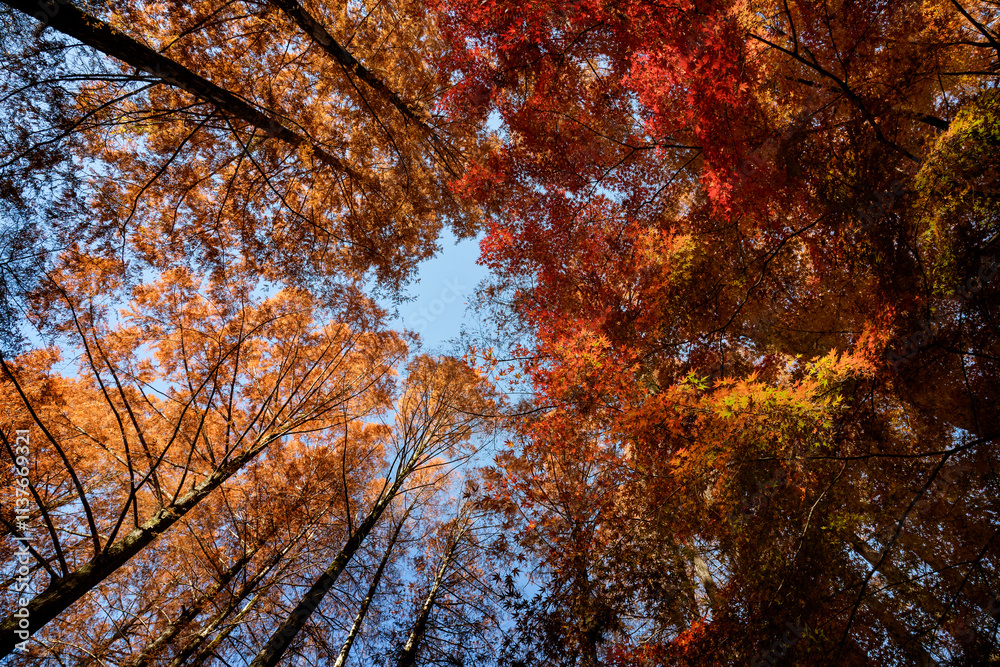 メタセコイヤとモミジの紅葉