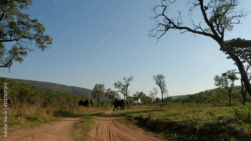 Framed view over remote game reserve dirt road of African elephant herd crossing