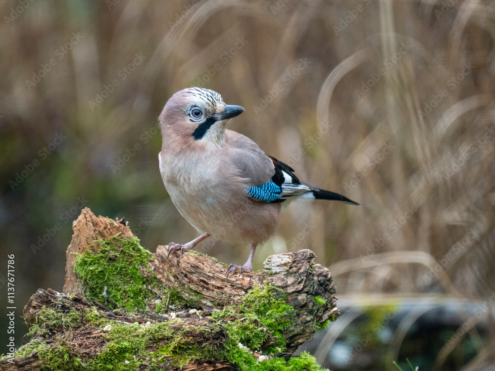 Eichelhäher (Garrulus glandarius) Eichelhäher (Garrulus glandarius)