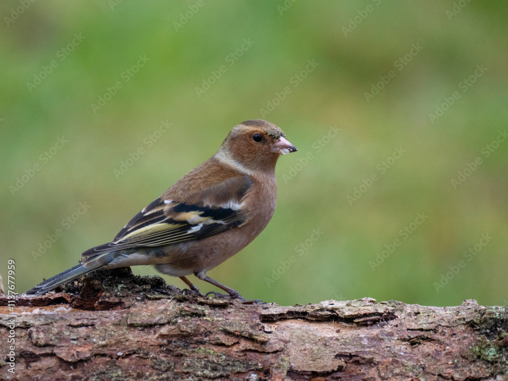 Buchfink (Fringilla coelebs) Buchfink (Fringilla coelebs)