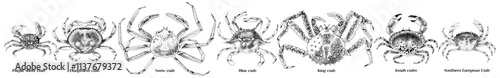 Edible types of crabs vector illustration