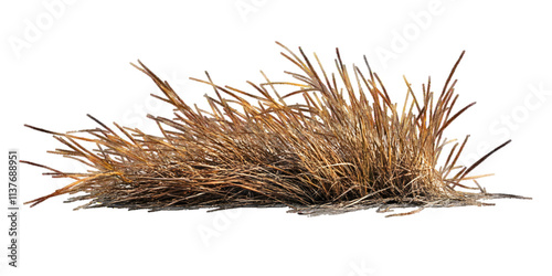 Dry, withered grass isolated on white or transparent background with clipping path