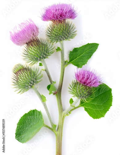 Burdock - arctium lappa - stem with purple flowers and green leaves, isolated on white background photo