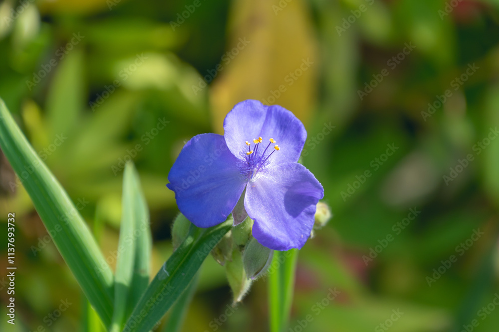 Beautiful blue flowers of Tradescantia gigantea. giant spiderwort. Beautiful blue flowers of Tradescantia gigantea. giant spiderwort.