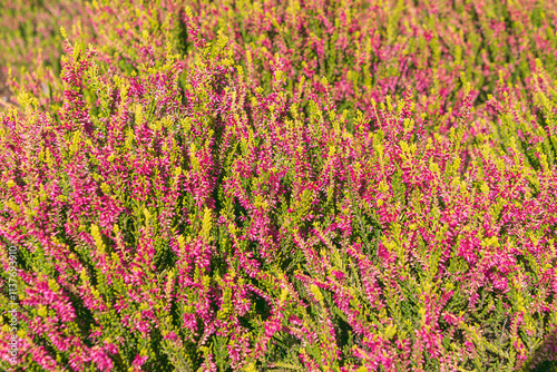 Pink flowers Calluna vulgaris. Floral background. common heather, ling