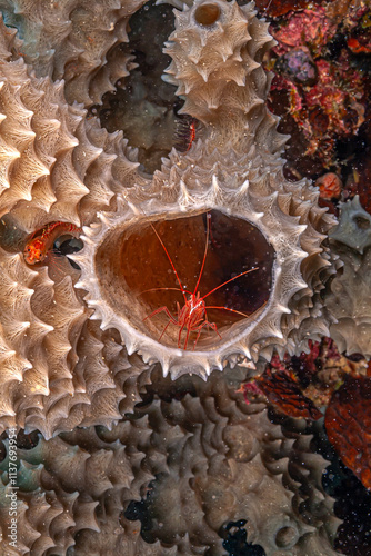 Peppermint shrimp in sponge waiting for prey photo