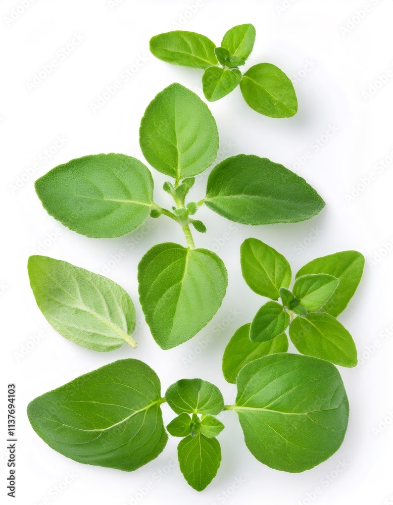 Sprigs of fresh oregano arranged on a white background, showcasing the vibrant green leaves and delicate stems Sprigs of fresh oregano arranged on a white background, showcasing the vibrant green leaves and delicate stems