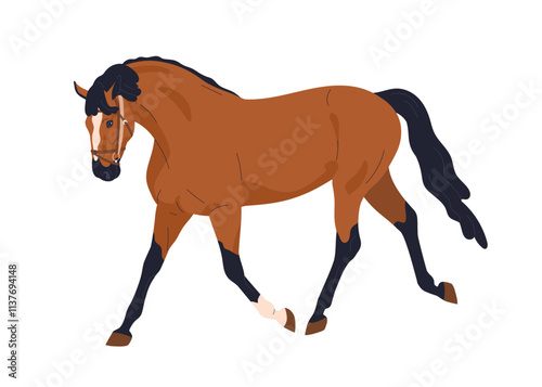 Horse walking, trotting. Graceful equine animal, thoroughbred stallion. Mare in motion, movement. Country rural steed in moving pose. Flat graphic vector illustration isolated on white background