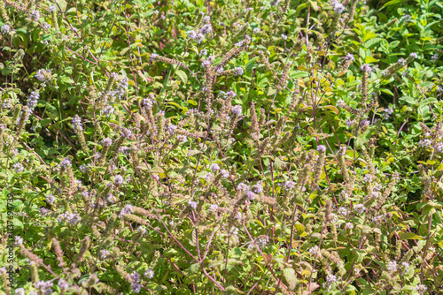 Mentha suaveolens, the apple mint, pineapple mint, woolly mint, round-leafed mint. photo