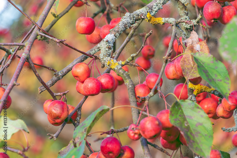 Red fruits of Malus baccata on a branch. Siberian crab apple, Siberian crab, Manchurian crab apple Red fruits of Malus baccata on a branch. Siberian crab apple, Siberian crab, Manchurian crab apple