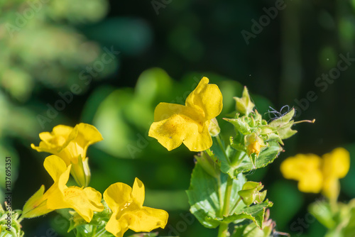Bilde på lerret Yellow flowers of Erythranthe guttata