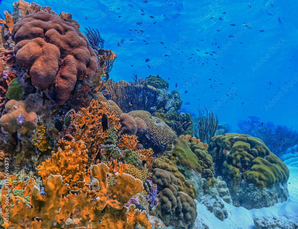 Caribbean coral garden, Roatan