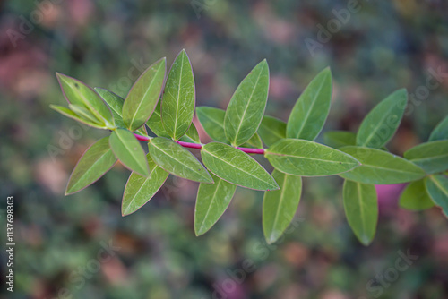 Photo d'une branche de camelia isolee en macro sur un fond vert