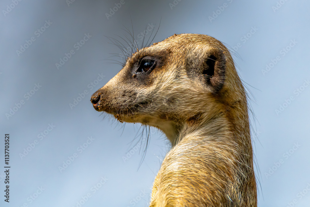 Meerkat on sentry duty Meerkat on sentry duty