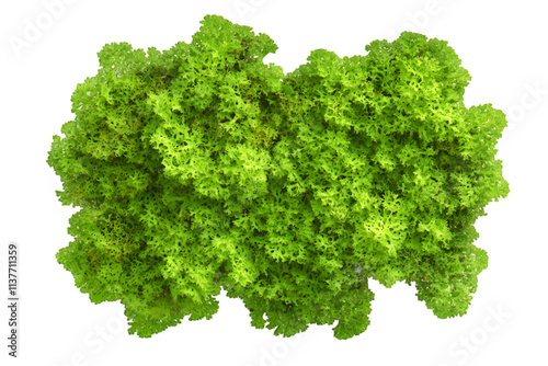 Green moss piece isolated on white or transparent background, top view


