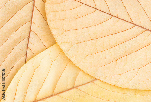 Magnolia Leaf Background