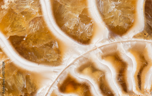 Macro View of Ammonite Fossil Showing Chambers and Septae photo