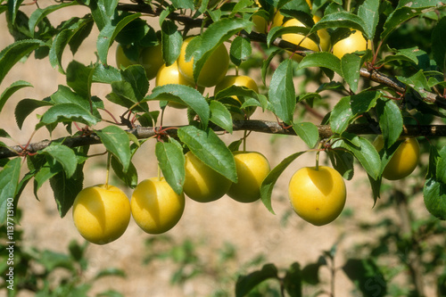 Prunus domestica 'Mirabelle de Nancy', Prunier